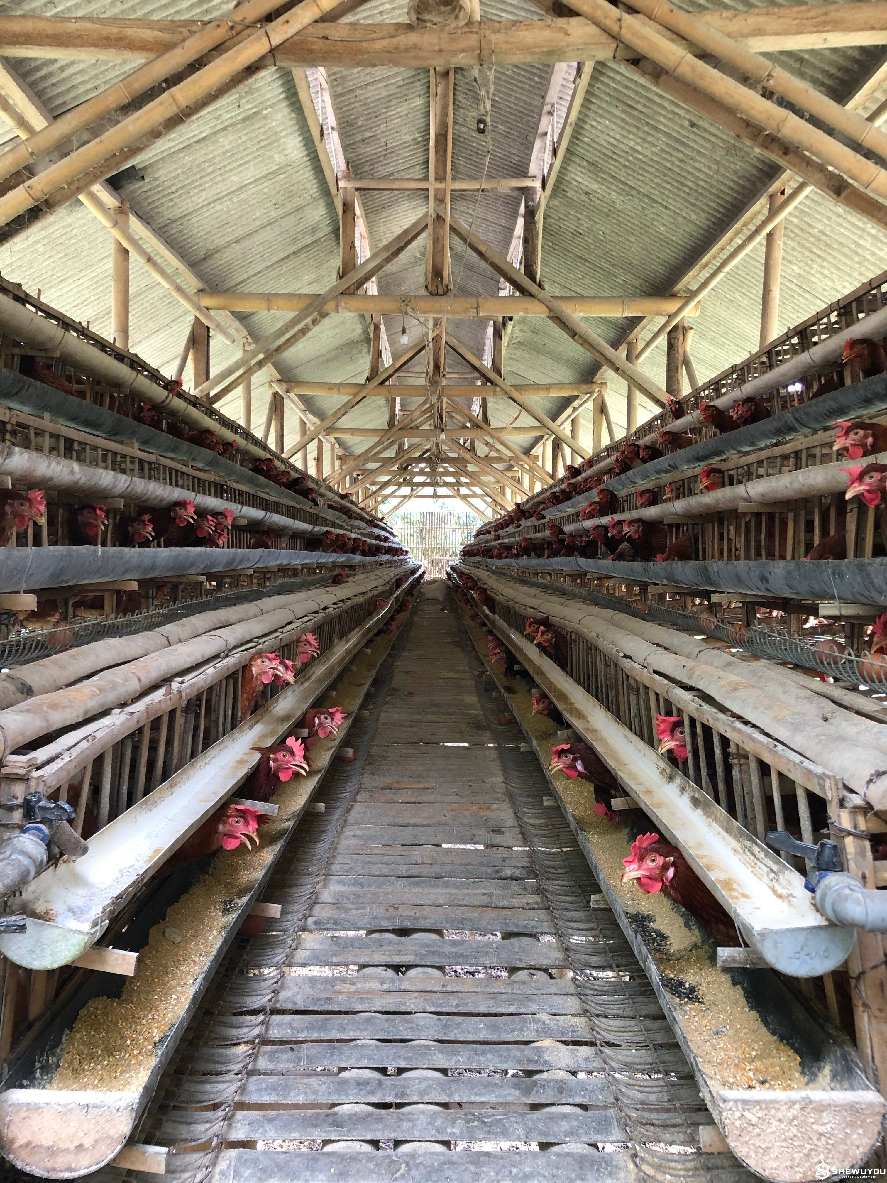 Commercial poultry farm vaccination application