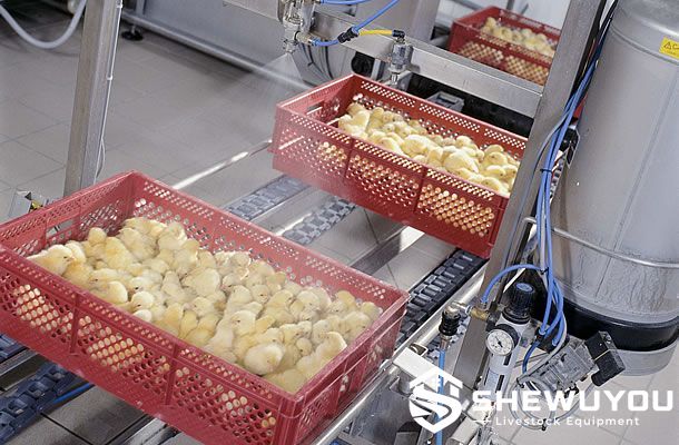 Conveyor-type automatic spray vaccinator for day-old chicks