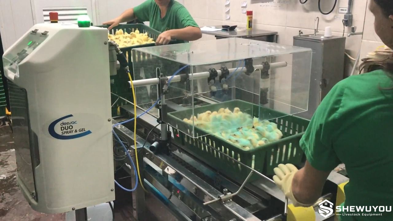 Day-old chick spray vaccination system in hatchery