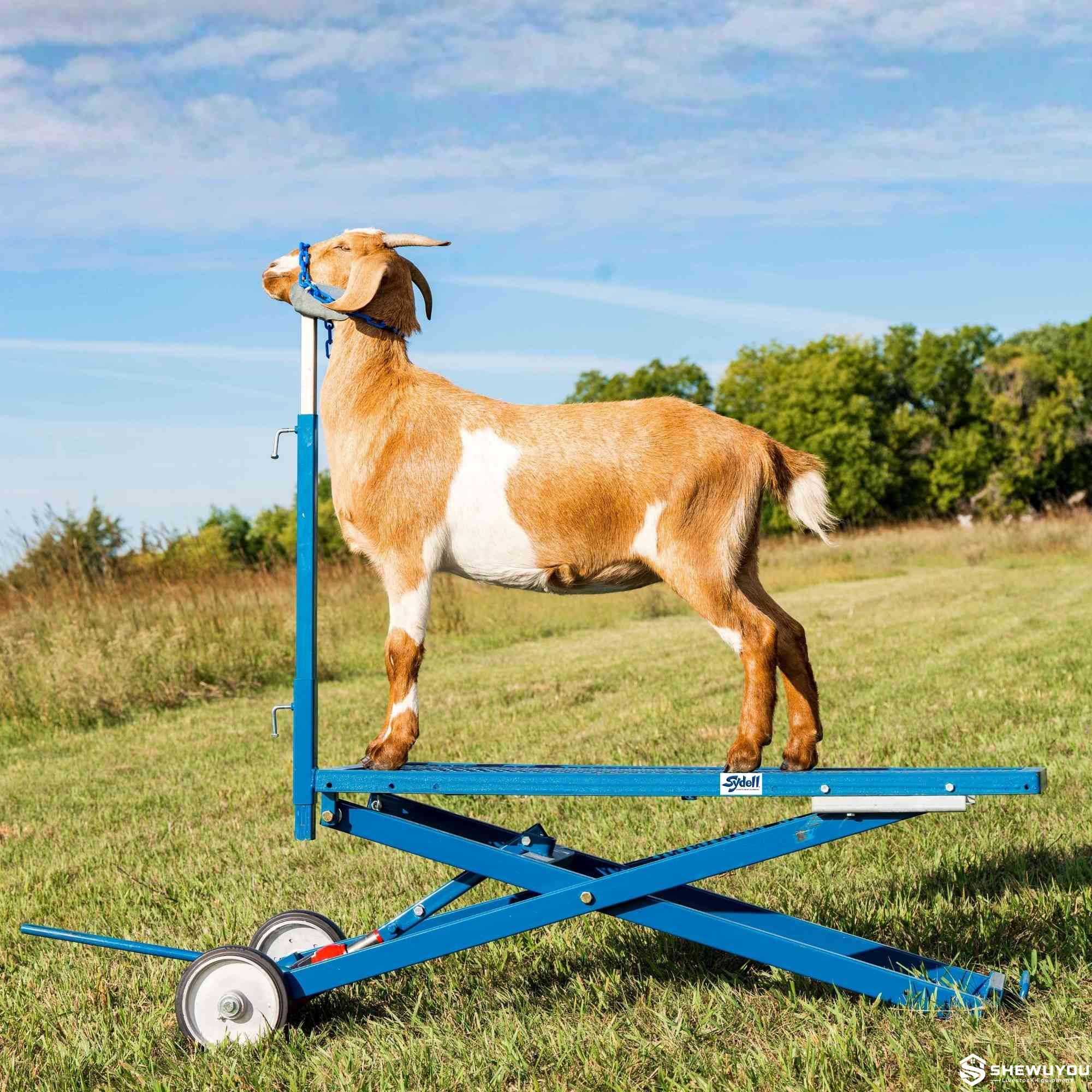 hydraulic sheep and goat shearing stand