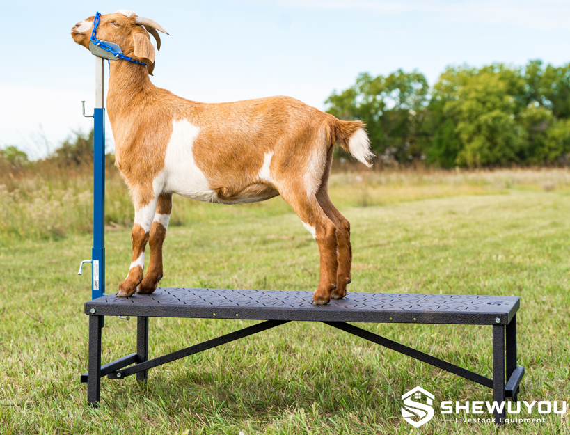 sheep livestock stand with adjustable headpiece