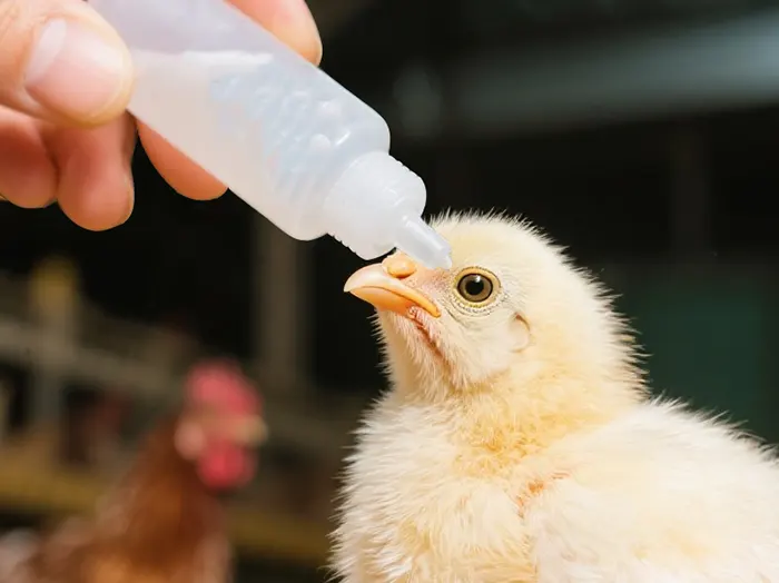 Poultry vaccine eye drop vaccination with precision dropper