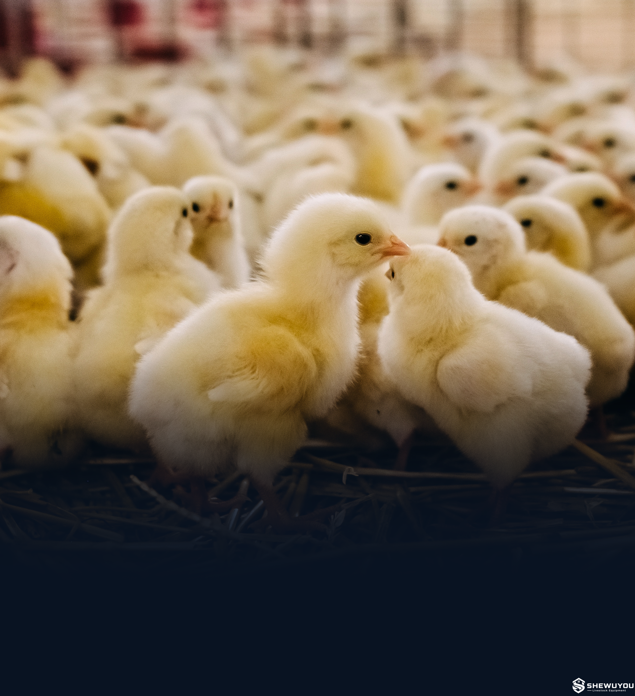 day old chicks for automatic poultry vaccination system