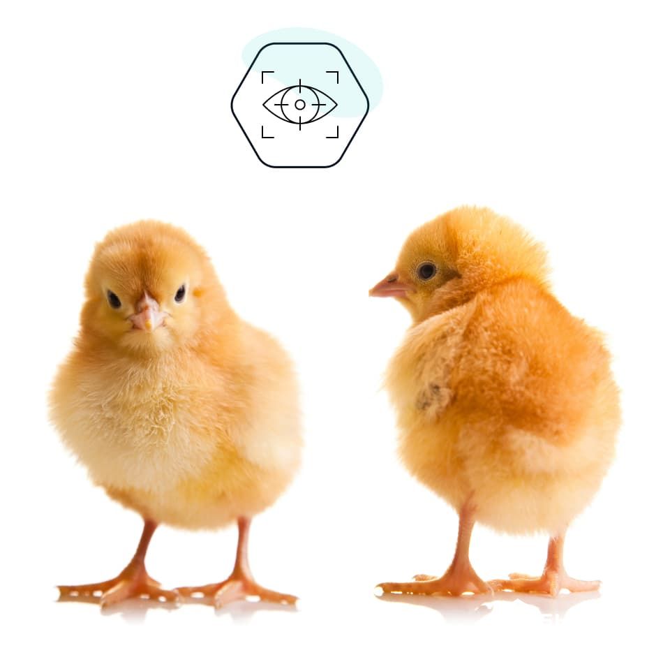 automatic poultry ocular vaccination system for day old chicks