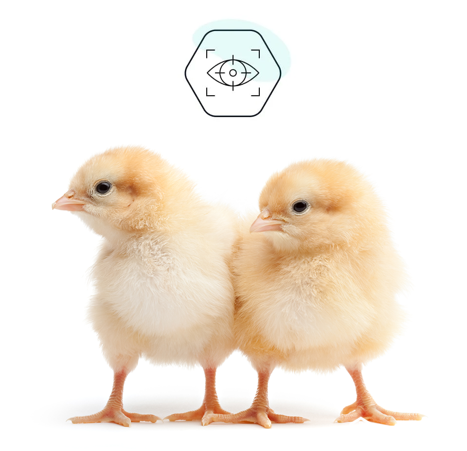 day old chicks for ocular poultry vaccination system
