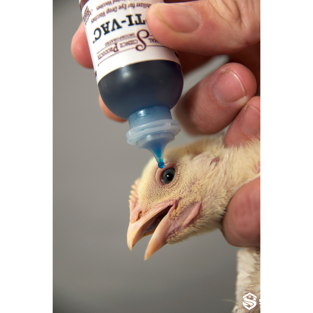 poultry eye drop vaccine application with calibrated dropper