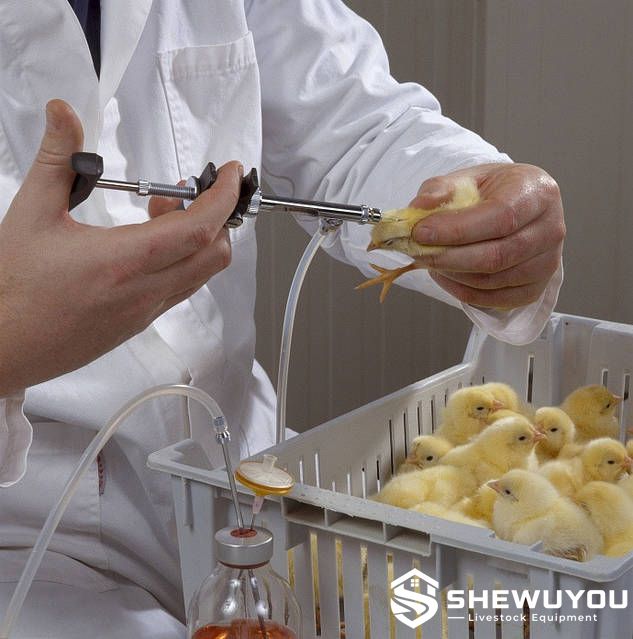 tube-fed poultry vaccination applicator in hatchery use