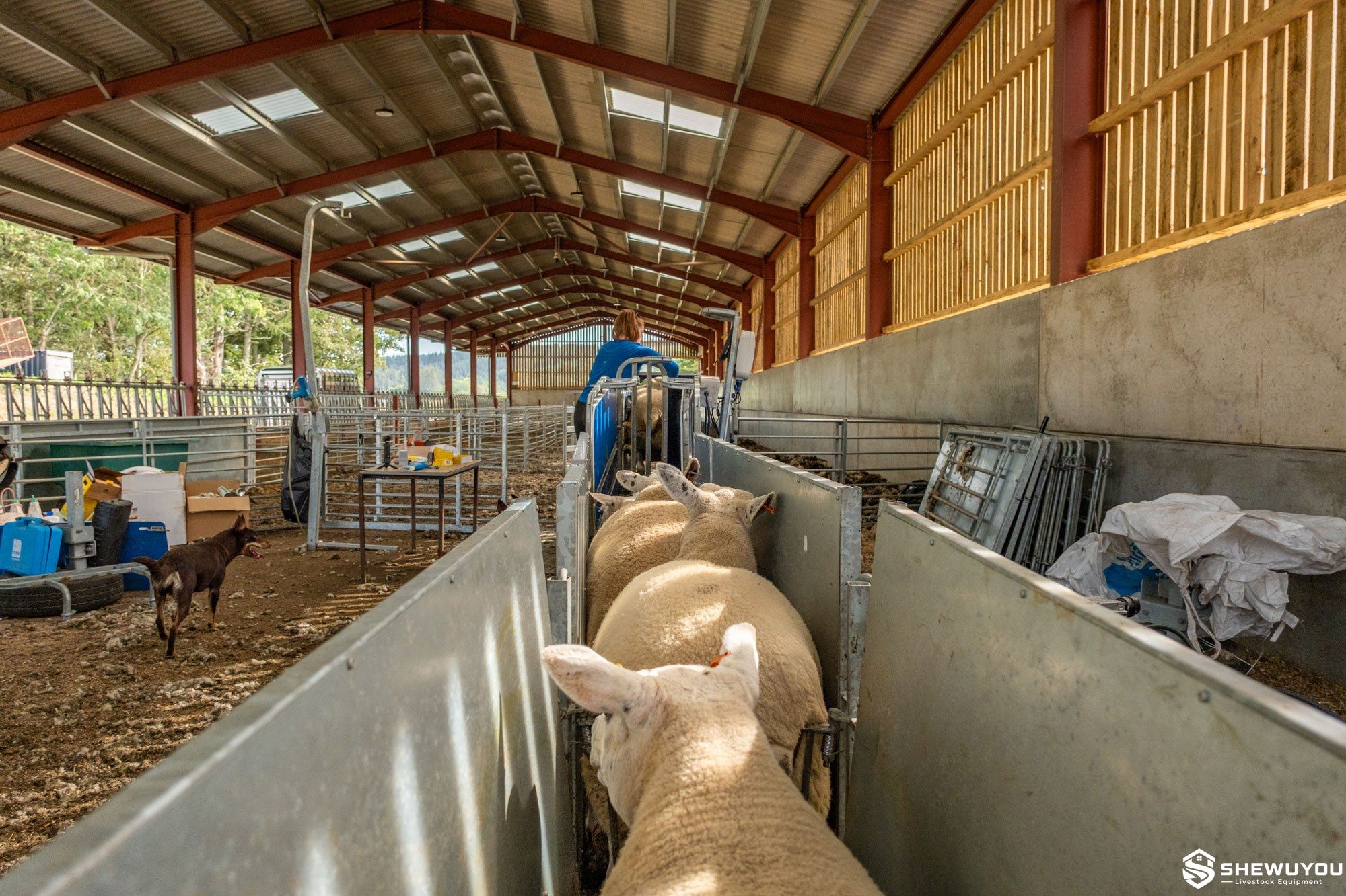 commercial sheeted sheep race in livestock barn