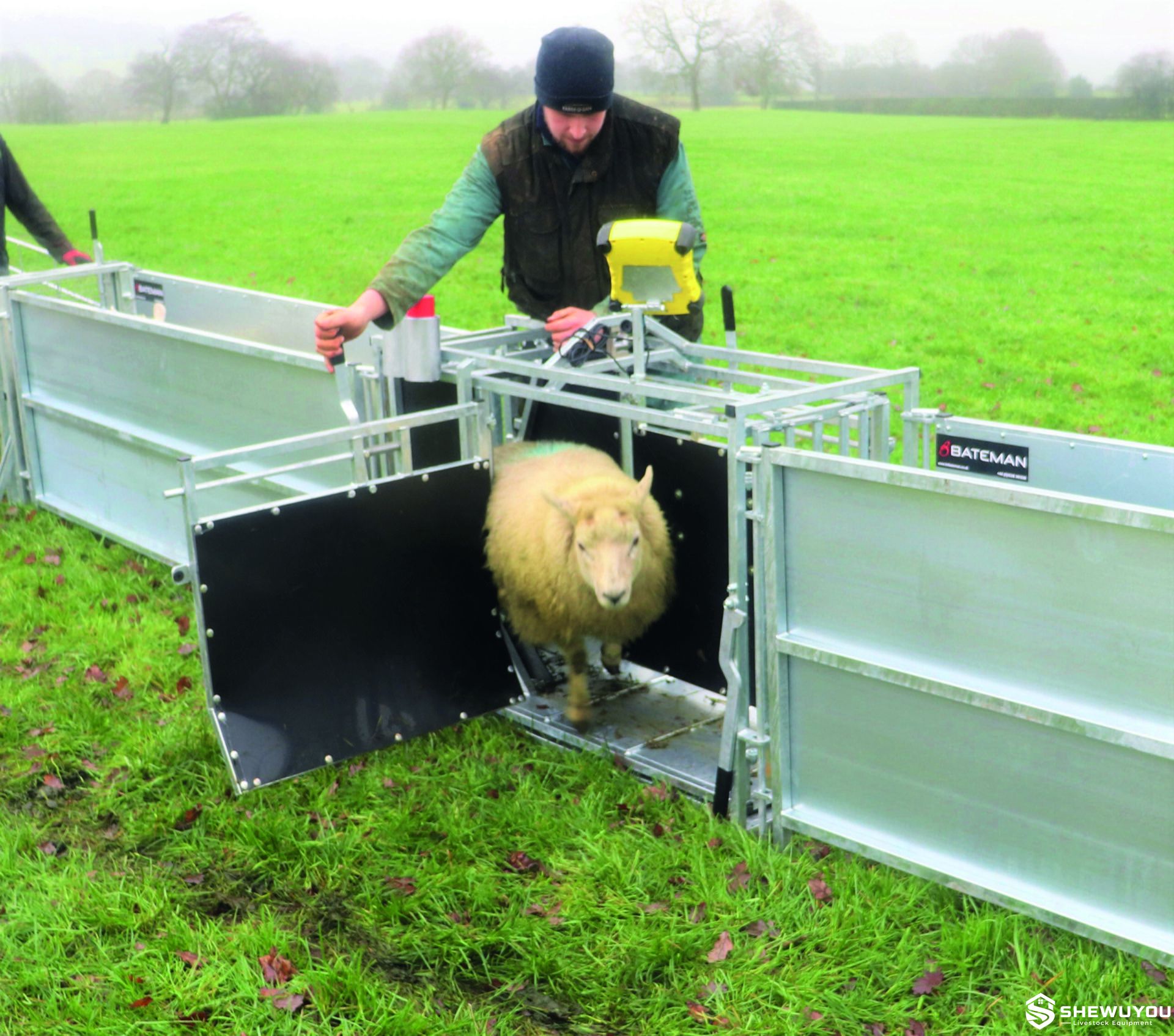 sheeted sheep drafting and handling system