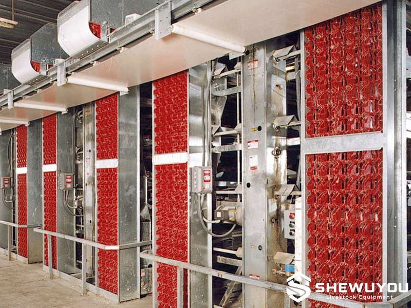 automatic egg collection elevator for layer poultry farm
