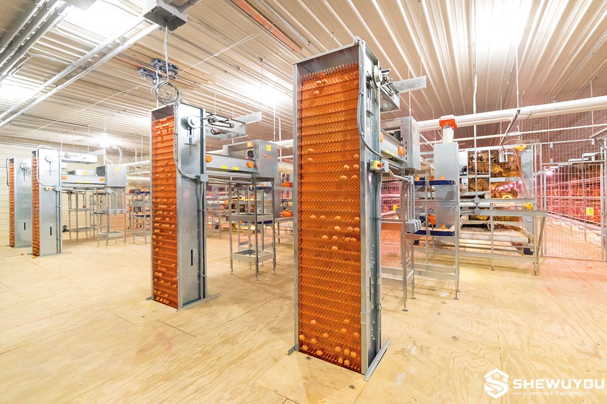 automatic egg elevator installed in poultry house