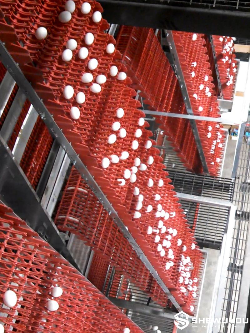high-capacity multi-tier egg elevator