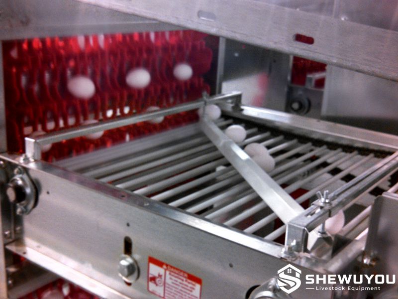 automatic egg elevator transfer conveyor