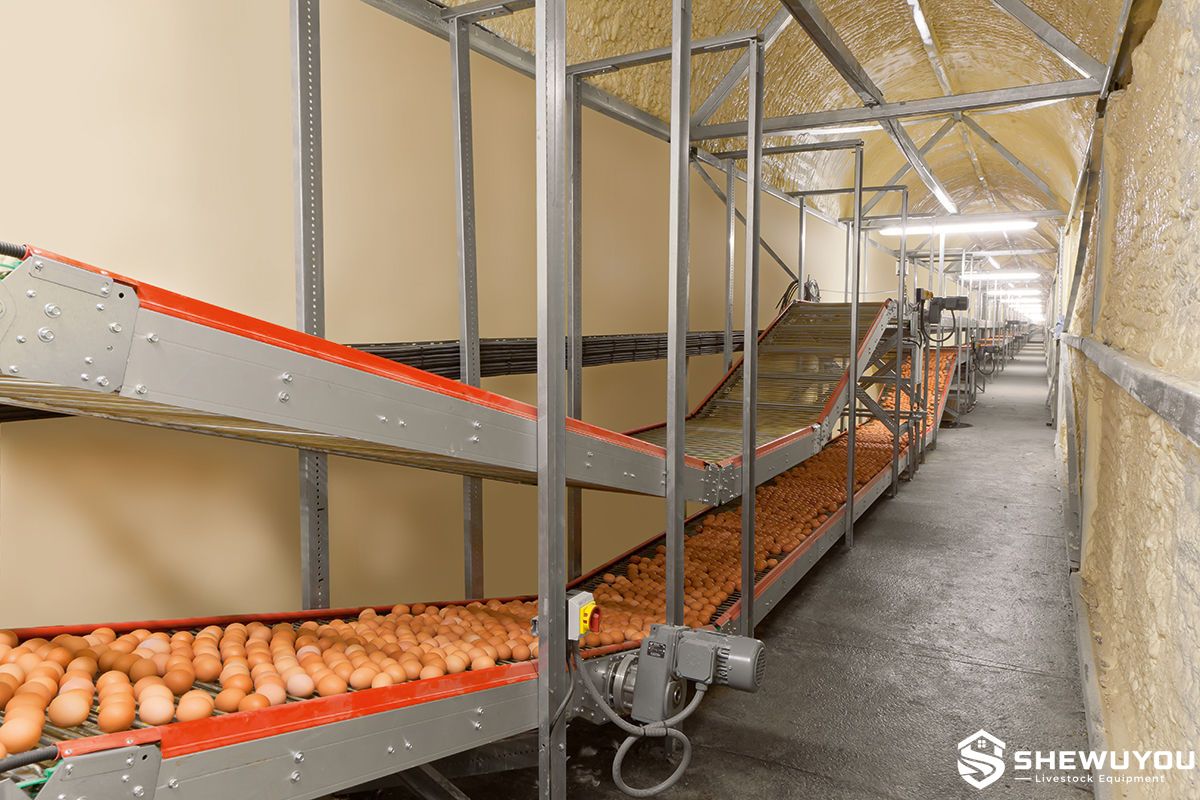 automatic poultry egg conveyor system