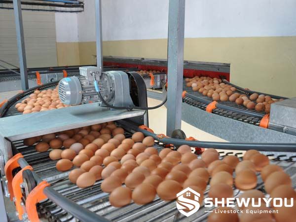 cross egg conveyor system for automatic poultry egg collection