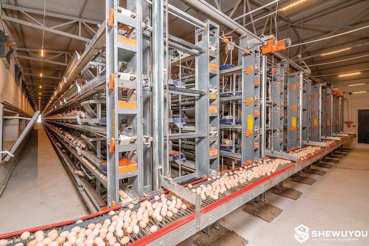 cross egg collection conveyor installed in commercial layer house