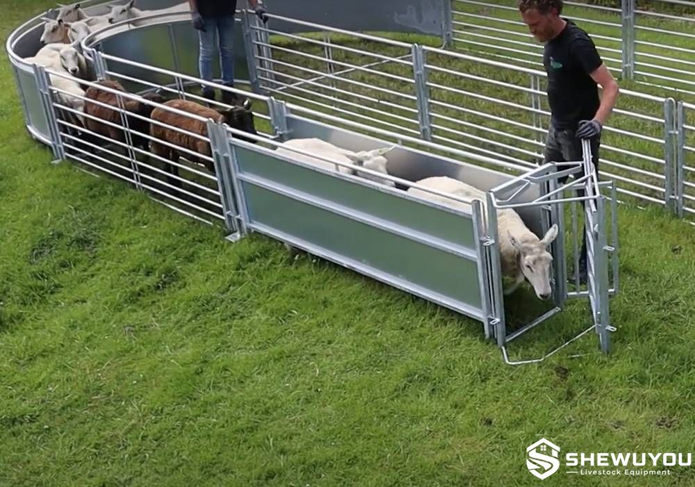 sheep drafting gate livestock yard system