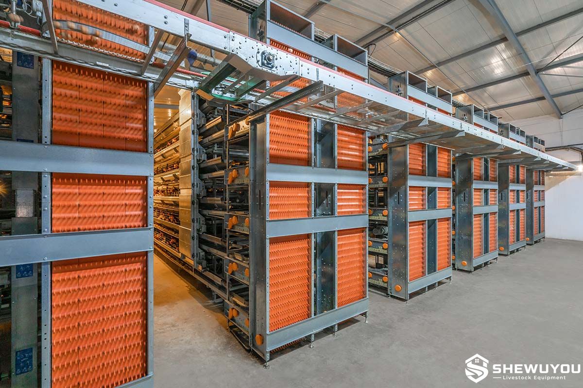 vertical egg conveyor for poultry egg collection
