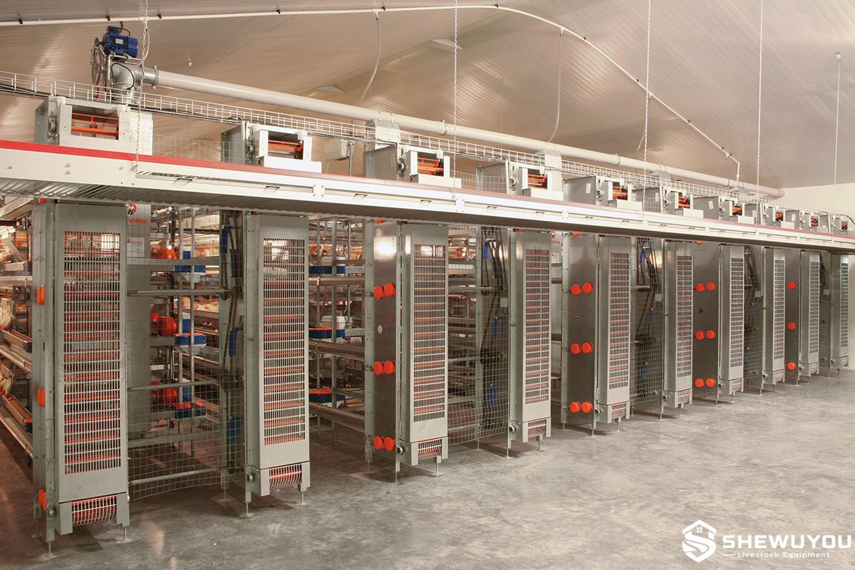 commercial poultry egg conveyor installation