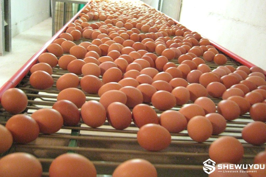 rod egg conveyor for automatic poultry egg collection