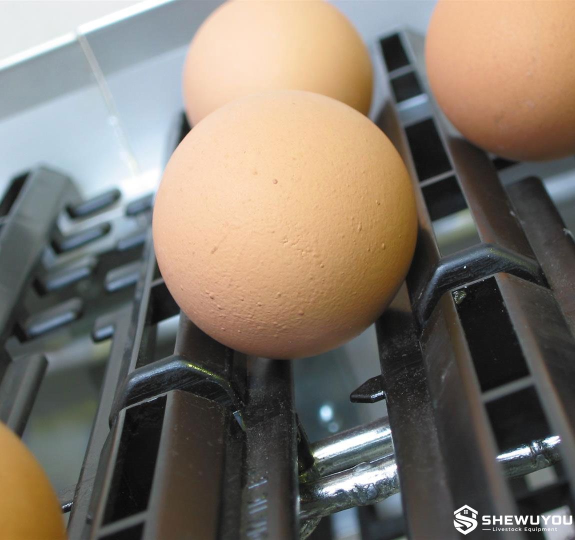 gentle egg transport carrier system