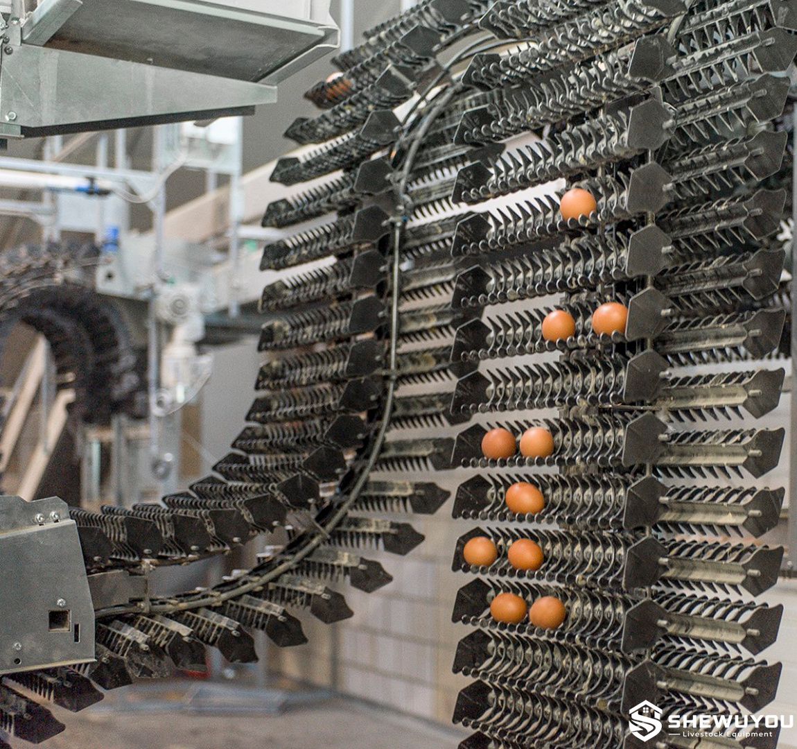 compact poultry egg transfer conveyor system