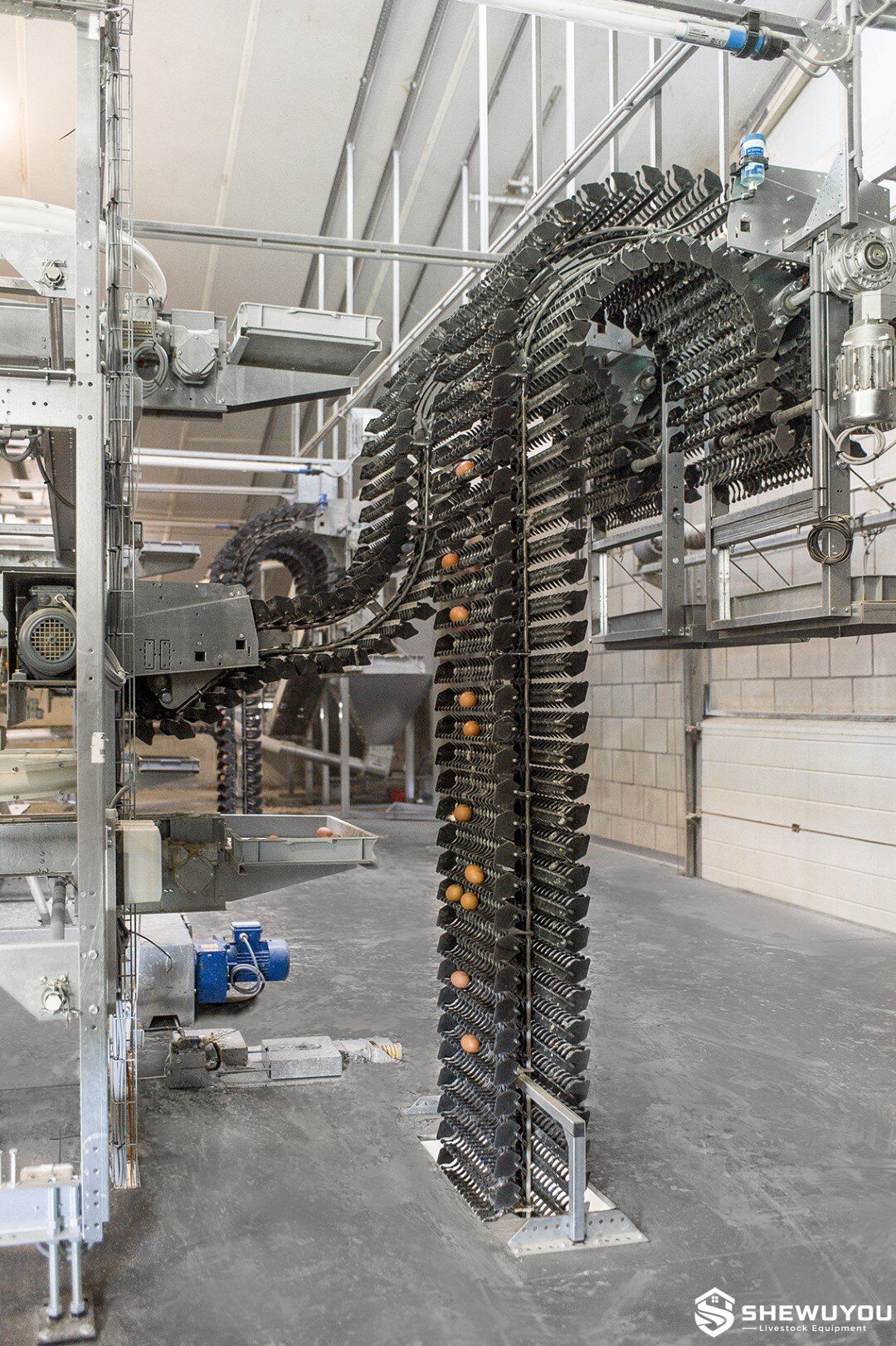 commercial poultry egg transfer system installation
