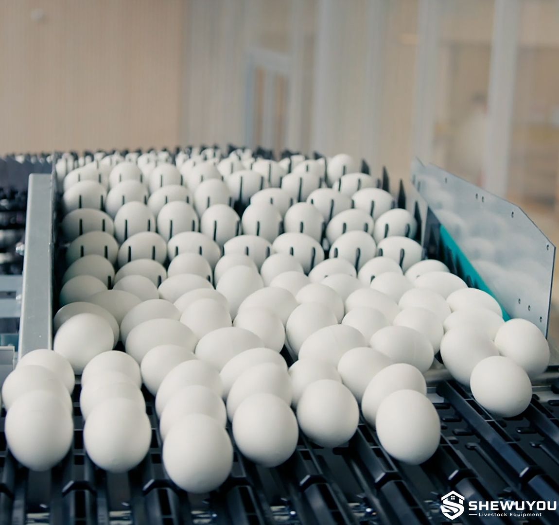 egg transfer conveyor with gentle egg handling
