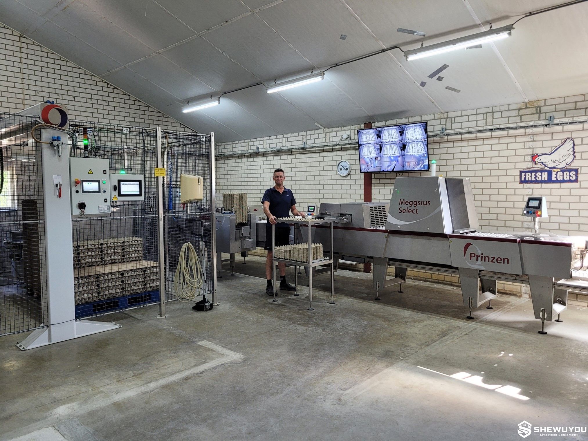 commercial poultry egg collection control installation