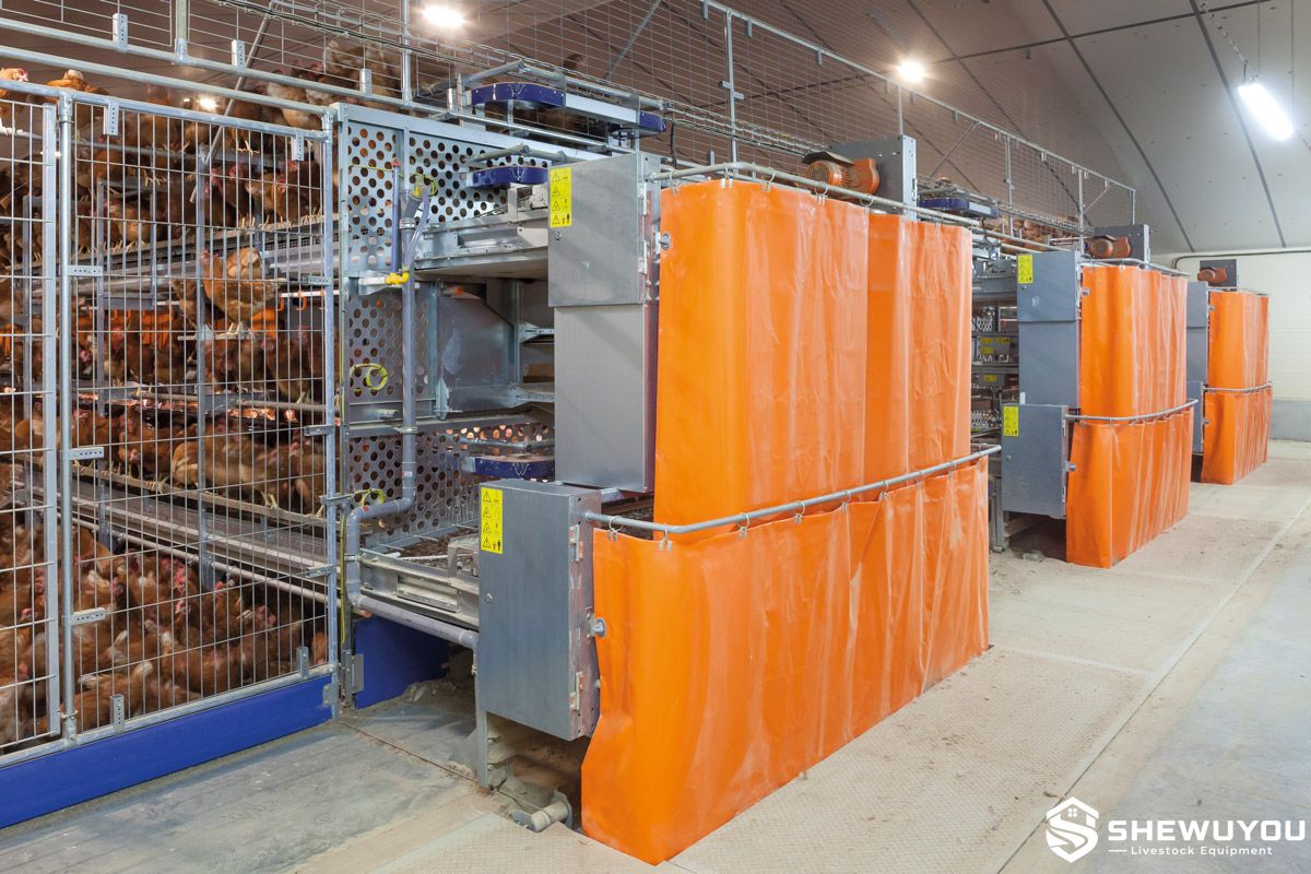 poultry manure belt removal system in commercial poultry house