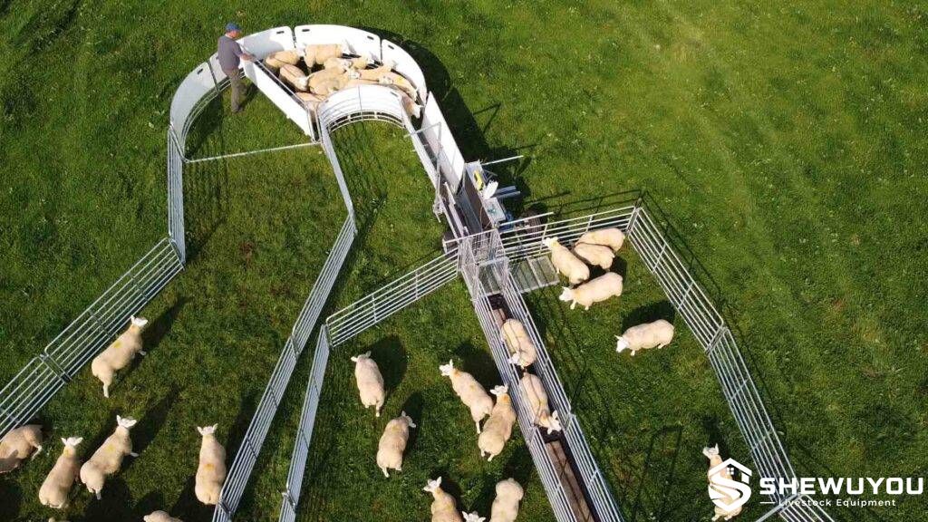 portable sheep handling race with sheeted panels