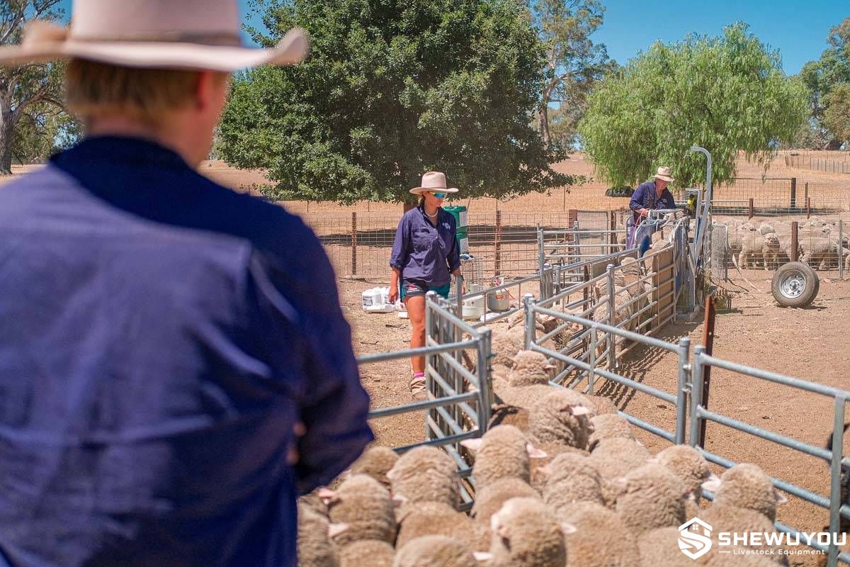 commercial sheep handling race installation