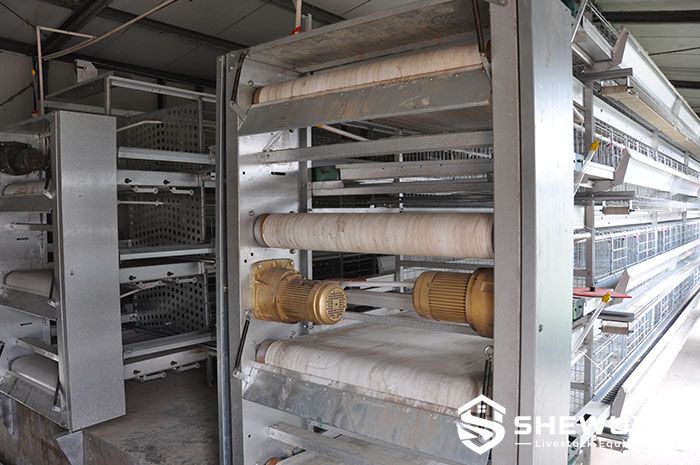 automatic poultry manure belt drive and removal system