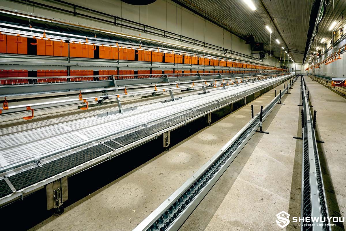 broiler breeder manure belt beneath slatted floor