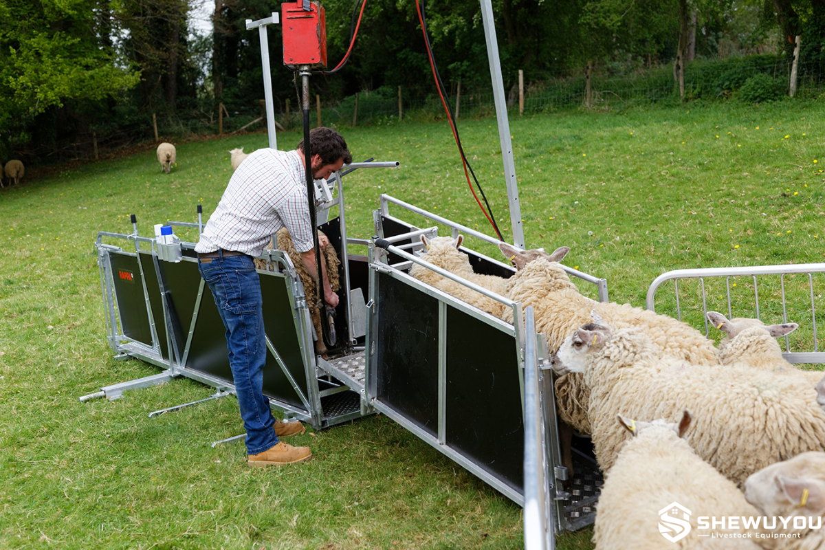 sheep drenching race livestock handling system