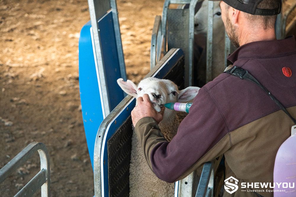 sheep drenching race with livestock treatment