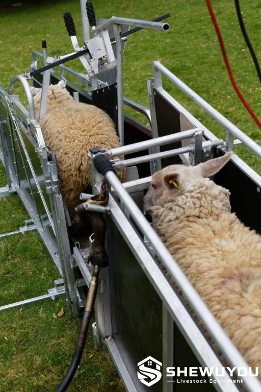 sheep handling race for drenching and vaccination