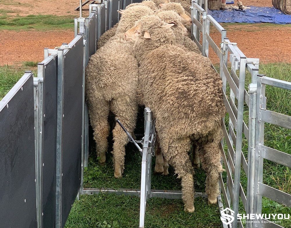 sheeted sheep lead up handling race