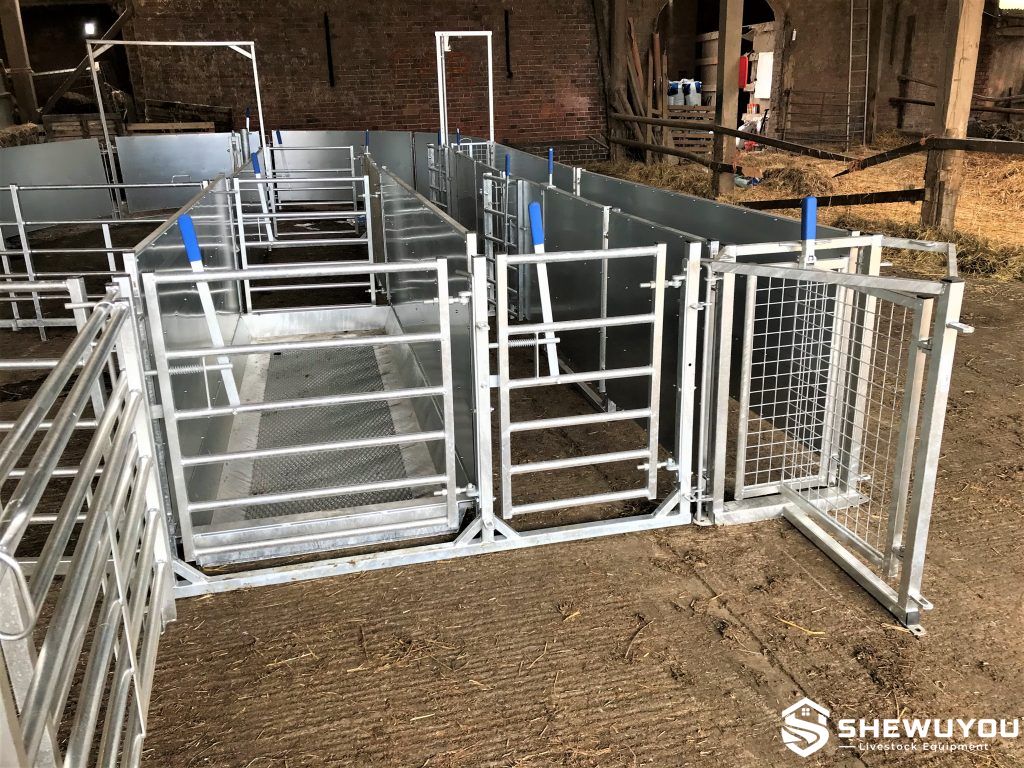 commercial sheeted sheep race installation