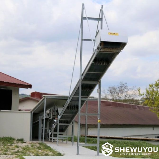 automatic poultry manure belt elevator installation