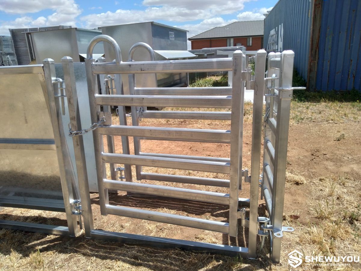 sheep handling race with weigh crate