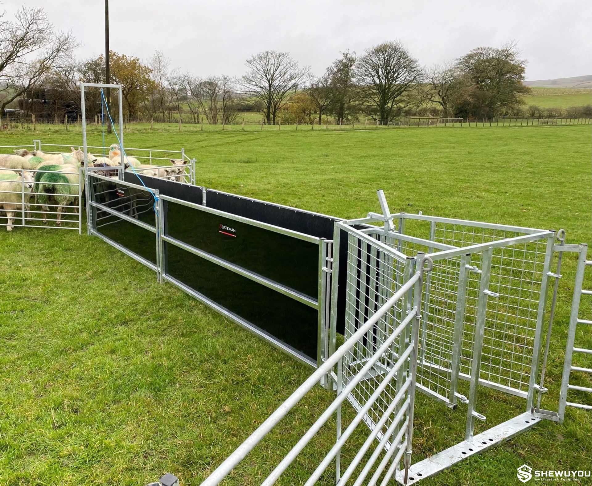 commercial sheep race livestock handling system
