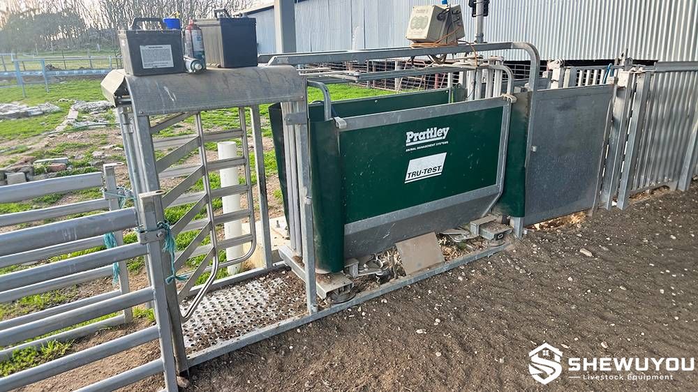 EID sheep weighing race with automatic drafting gates