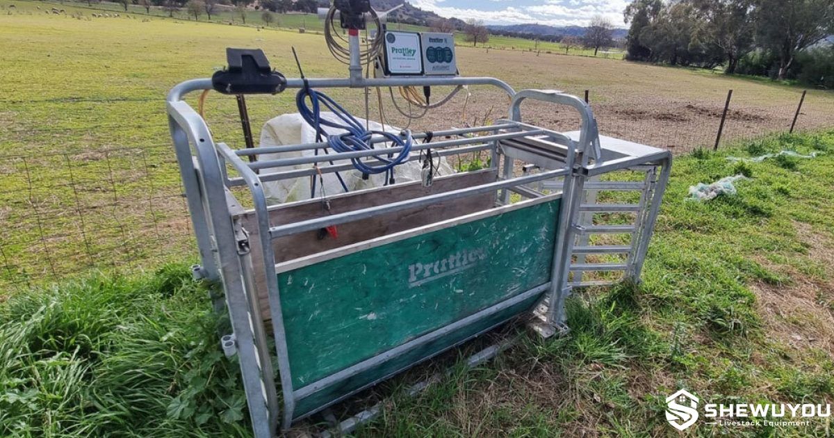 automatic sheep drafter with weighing indicator
