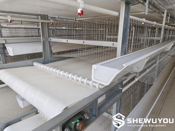 in-cage poultry manure belt drying system