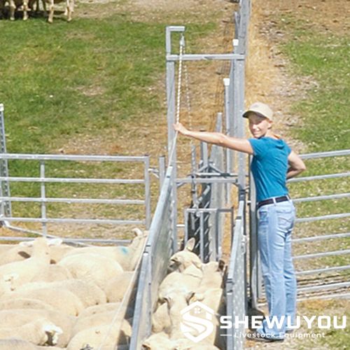 galvanized sheep race guillotine gate