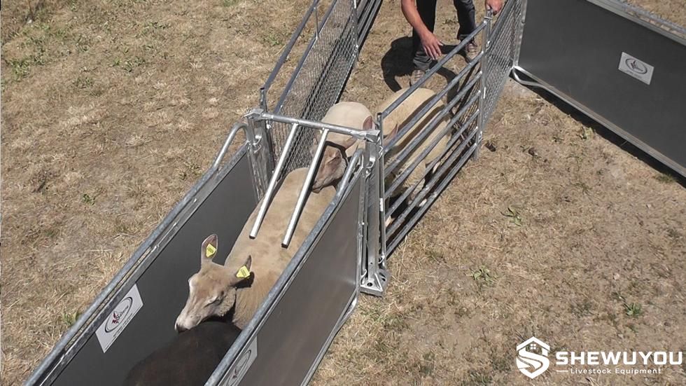 non-return sheep gate in livestock handling system