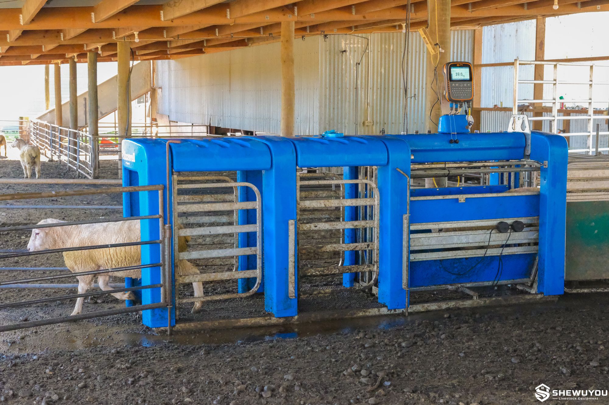 5-way automatic sheep drafter
