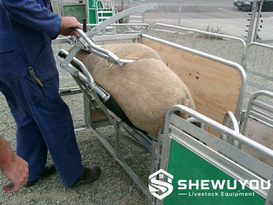 adjustable sheep restraining stand