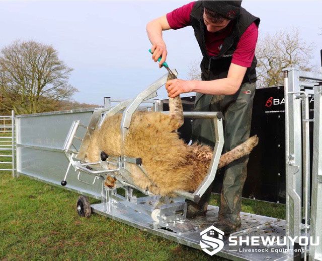 sheep turnover crate for hoof trimming